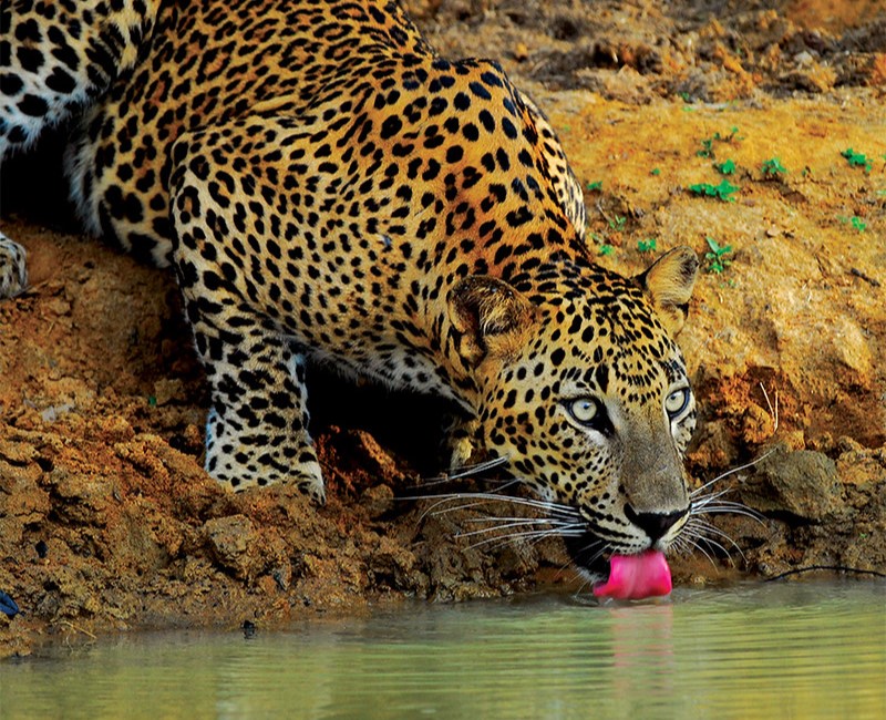 Wild Life